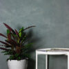 microciment interior, wall2floor interior, maintenance wax, textura decorativa, efect decorativ, perete decorativ, textura albastra, ghiveci plante alba, planta verde, masa alba, trei reviste